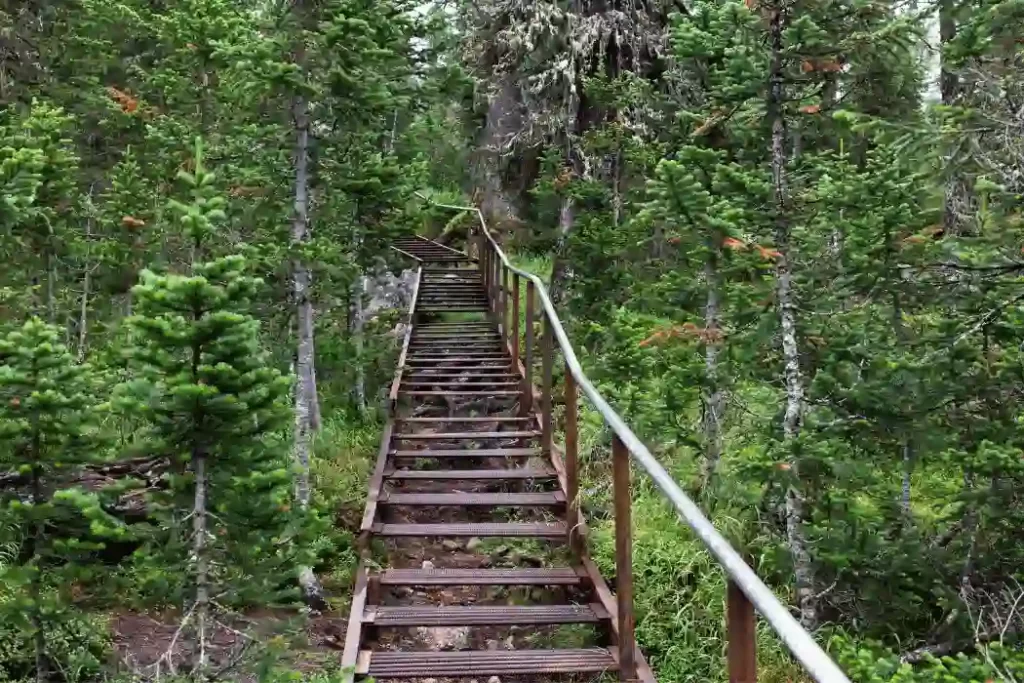 Stairs in the Woods